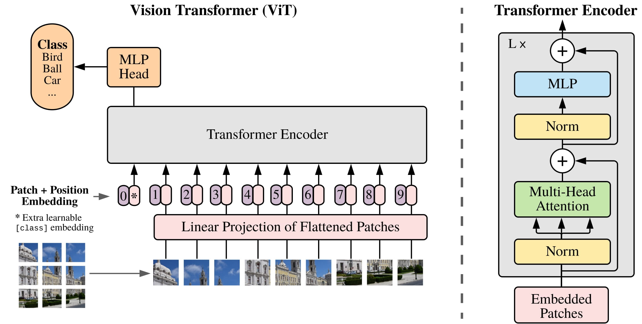 ViT Encoder-Only Architecture 